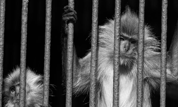 Silence in the Cage