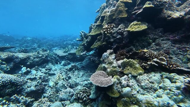 Beautiful Coral Reef and Tropical Fish in Clear Blue Water of Biak, Papua, Indonesia