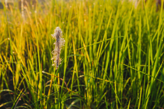 White fluffy Cogon grass flower head in a green meadow at sunrise.