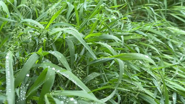 Green grass in meadow after rain.
