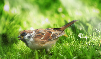 Fototapeta premium Grass, garden and sparrow for ecology, environment and sustainability in park or nature. Survival, outdoor and ecosystem with bird in natural habitat for foraging, spring and wildlife with greenery