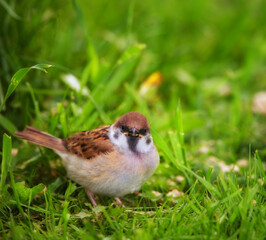 Fototapeta premium Grass, nature and sparrow for outdoor, environment and sustainability in garden or park. Survival, ecology and ecosystem with bird in natural habitat for foraging, spring or wildlife for biodiversity
