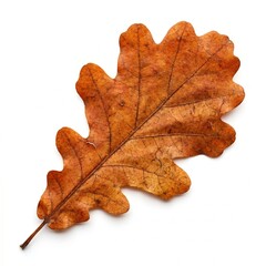 Fototapeta premium Single Autumn Oak Leaf with Brown and Orange Tones – Fall