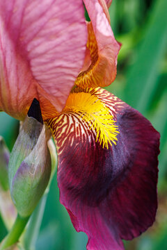 Close-up of a beautiful German iris flower blooming in the garden.