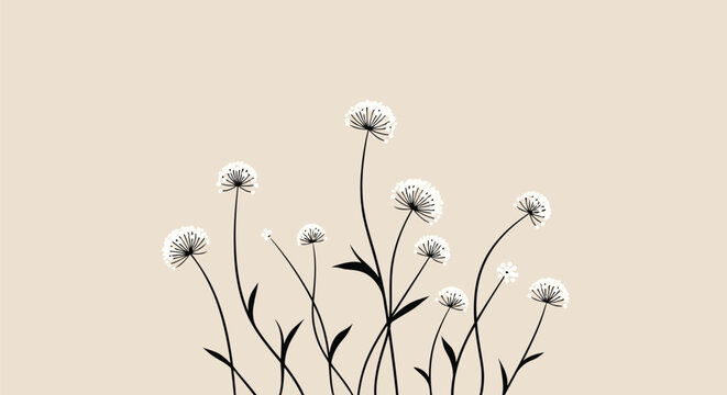 Black and white dandelion flowers