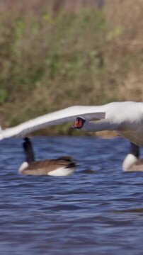 A swan flies low over a waterway, its wings fully extended. Ideal for wildlife documentaries or nature projects.