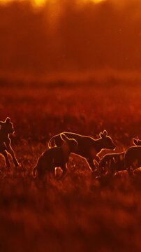 Young lambs leap energetically in a sunlit pasture during a vibrant sunset. Ideal for wildlife content or nature-themed projects.