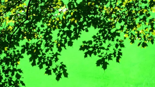 Tree Shadow Wind Effect