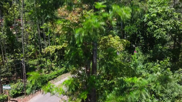 tropical vegetation, tall trees, and a peaceful countryside setting typical of the Western Ghats at Suntikoppa village, coorg, karnataka, india. day time, zib shot, drone shot, 4k.