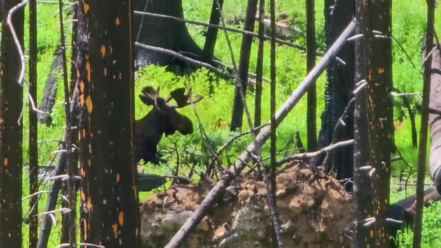 Wild moose grazing in a fire damaged forest with black tree trunks, lush grass, yellow flowers, and burned logs, peaceful animal behavior in summer mountain wilderness.