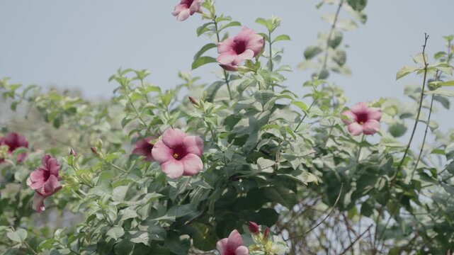 Gulancha flowers have bloomed on the tree.