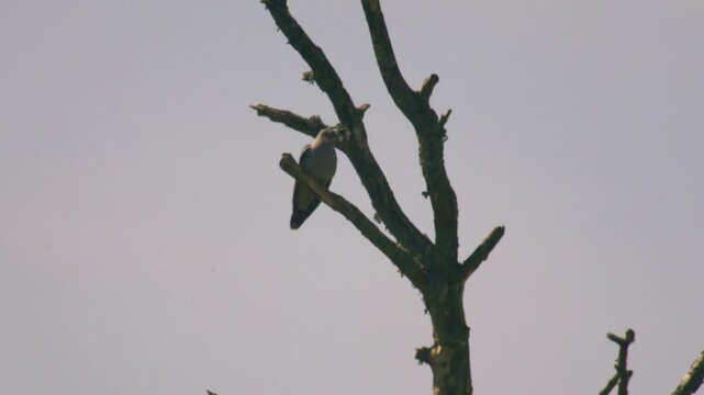 Common cuckoo perched on bare tree branch scanning surroundings showing natural alert behaviour in open habitat UK wildlife bird
