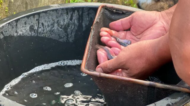 Farmer handling baby catfish above a water tub, aquaculture process, fish hatchery activity, agriculture and livestock concept.