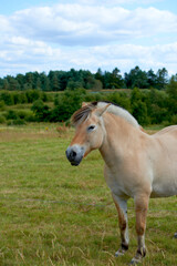 Fototapeta premium Agriculture, horse and calm on grass in pasture for sustainable farming, ranching and conservation. Nature, profile and animal in field for land management, livestock habitat and natural environment