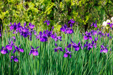 Obraz premium Beautiful Iris sanguinea flowers in a garden in early summer.