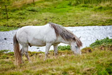 Fototapeta premium Eating, outdoor and horse by grass in field for agriculture, sustainability or natural environment. Hungry, ecology and animal grazing in nature by lawn on eco friendly farm, ranch or countryside.