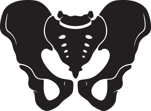 Human pelvis bone structure isolated medical silhouette with skeleton