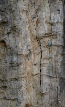 Minimalist Scribbly Gum Bark Pattern Eucalyptus Haemastoma White Tree Trunk Abstract Natural Texture