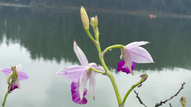 a beautiful bamboo orchid in sharp focus blooming near a serene lake within a natural garden in image