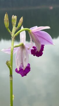 a beautiful bamboo orchid in sharp focus blooming near a serene lake within a natural garden in image