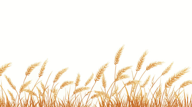 Illustration of tall, golden wheat stalks against a white background