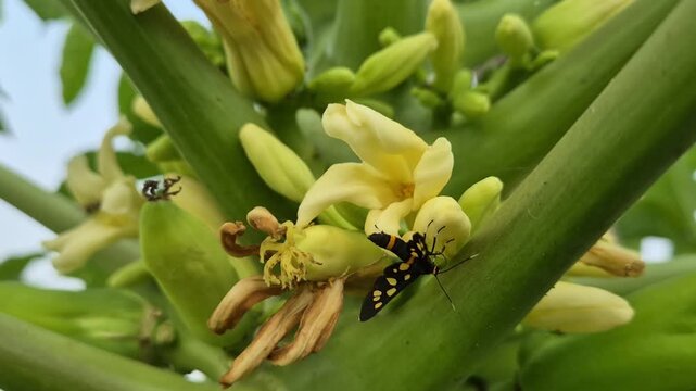 Wasp Moth Pollinating White Papaya Flower in Agricultural Garden