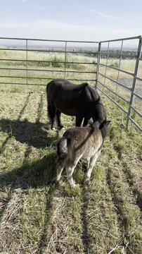 miniature horses mare and foal eating hay in pasture pen