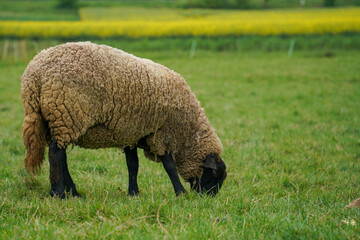 Fototapeta premium Sheep grazes on green grass in a field near a yellow flower landscape during a sunny day in spring