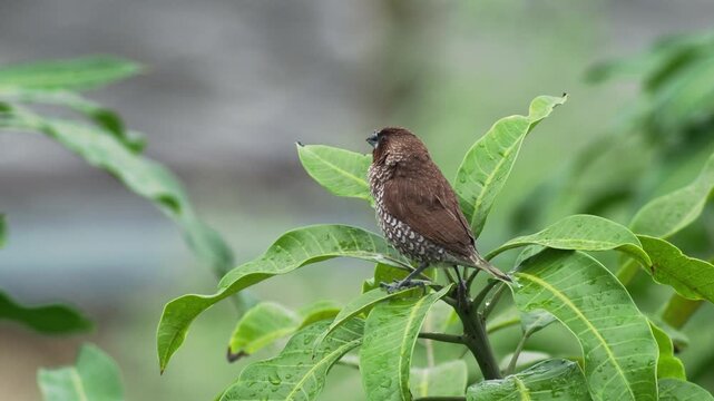 Scaly-Breasted Munia on Leafy Branch in Thailand