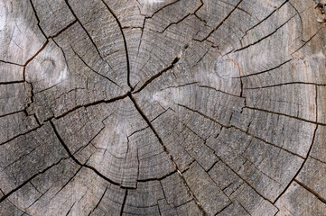 Fototapeta premium Cross Section of Tree Stump Showing Wood Texture Annual Rings and Radial Cracks