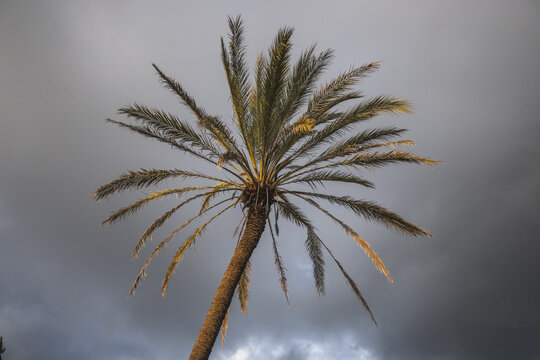 View of a solitary palm tree with golden fronds against a dramatic dark cloudy sky in Ragusa, Sicily, Italy.