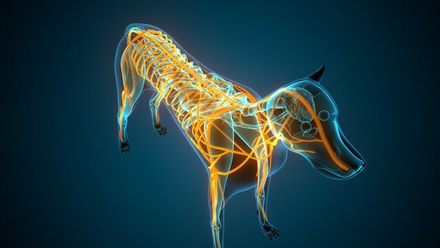 Anatomy of dog nerves. 3d illustrations