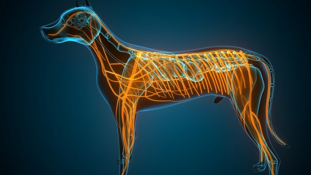 Anatomy of dog nerves. 3d illustrations
