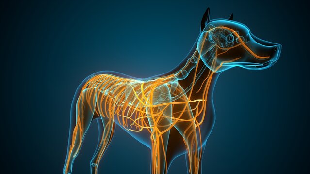 Anatomy of dog nerves. 3d illustrations