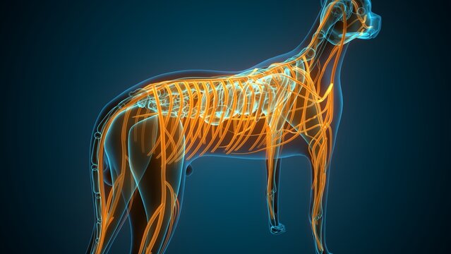 Anatomy of dog nerves. 3d illustrations