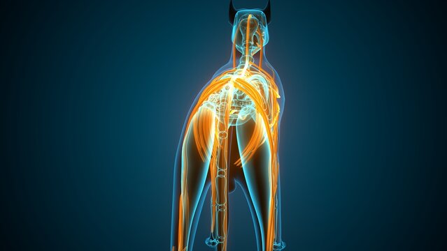 Anatomy of dog nerves. 3d illustrations
