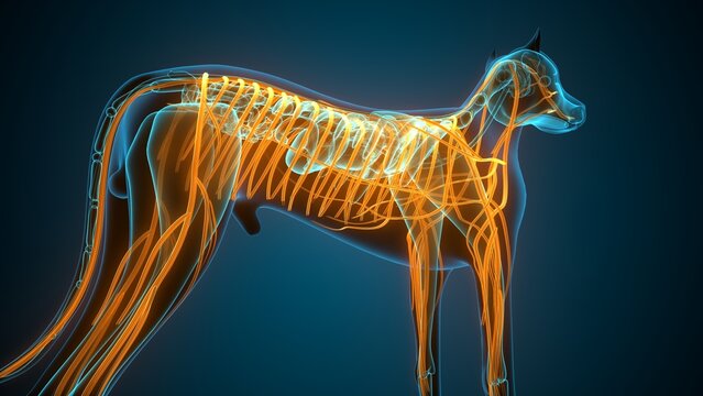 Anatomy of dog nerves. 3d illustrations