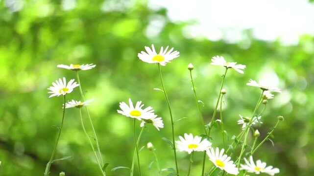 マーガレットの花と木漏れ日のスローモーション映像（フルHD・コピースペース）