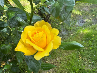 yellow rose in the garden © AntAlv