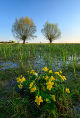 Fototapeta premium Spring landscape with marigold flowers and willows