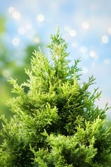Fototapeta premium Close-up of a vibrant green coniferous tree with a soft bokeh background, of blue sky, and light