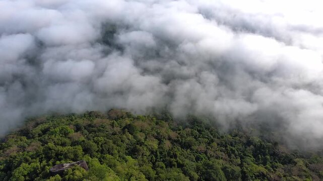  aerial view fog in the forest