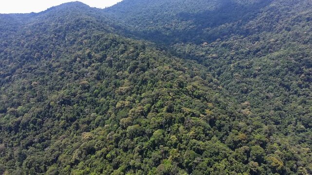 forest in the mountains