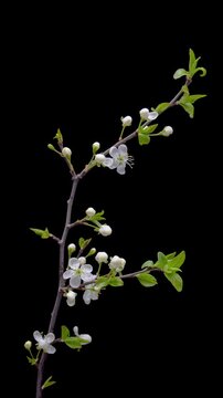 Time Lapse of flowering white Cherry flowers on black background. Spring time lapse of opening beautiful flowers on branches Cherry tree. Macro shot, vertical footage.