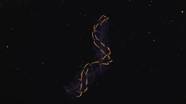 Helicosalpa virgula spinning and drifting in the dark open ocean during a blackwater dive