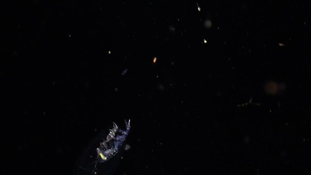 Amphipod from the depths moving across the frame inside its gelatinous barrel and swimming towards the lens. Blackwater dive.