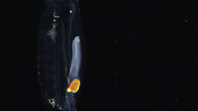 Close-up of a solitary salp showing its red nucleus and a developing chain of cloned blastozooids