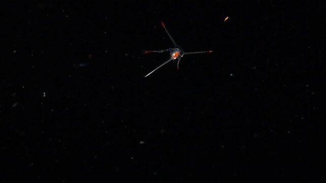 Close-up of a translucent lobster larva with red-tipped appendages swimming among plankton during a night dive