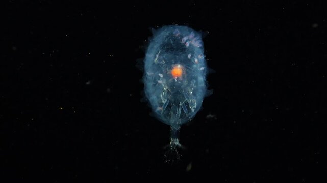 A large Phronima amphipod drifts in a dark, eerie atmosphere with its red internal organs visible as divers' lights shine in the background.