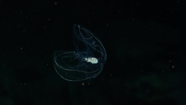Close-up of the invasive comb jelly Mnemiopsis leidyi swimming with glowing cilia and an out-of-focus coastal seabed in the background